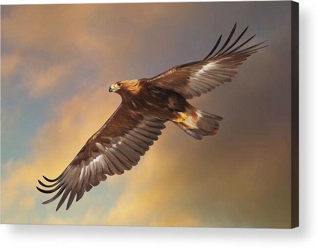 Golden Eagle Acrylic Print featuring the digital art Golden Eagle Flying in Golden Light by Mark Miller