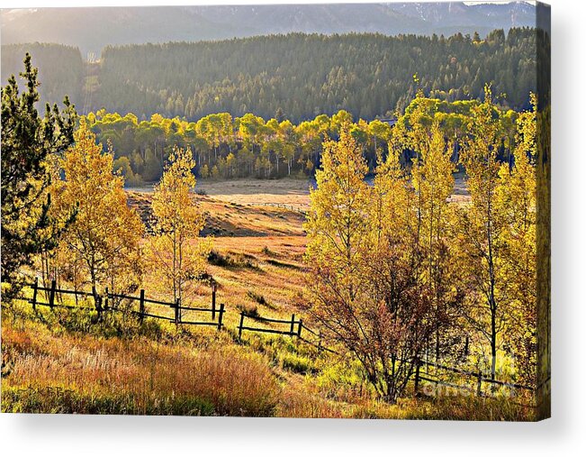 Fall Acrylic Print featuring the photograph Golden Hour by Dorrene BrownButterfield