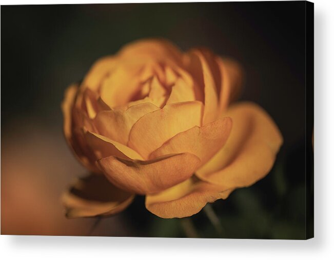 Flower Acrylic Print featuring the photograph Golden Hour Goddess by TL Wilson Photography by Teresa Wilson