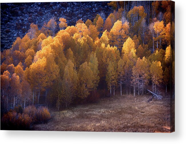 Tree Acrylic Print featuring the photograph Golden Aspens by Jason Roberts