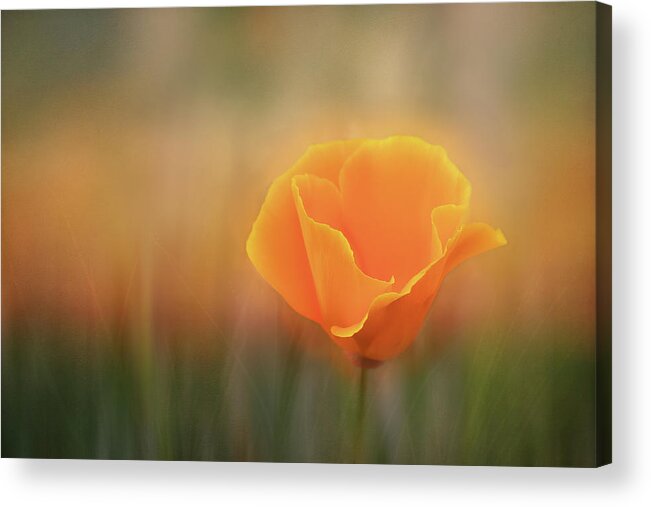 Photography Acrylic Print featuring the digital art Golden Hour Poppy by Terry Davis