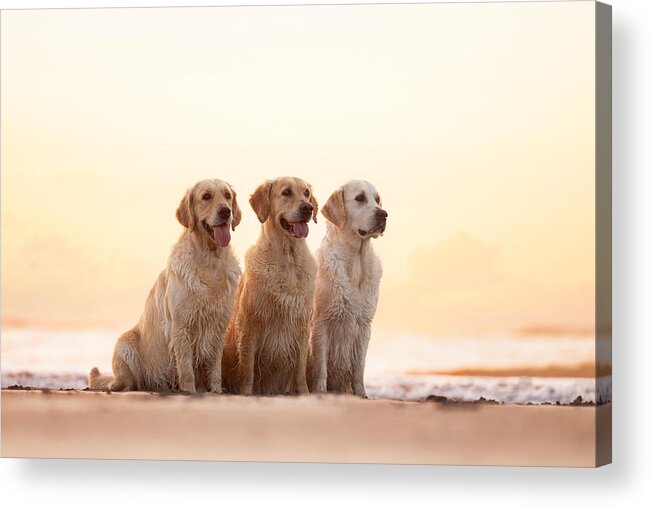 Goldenretriever
Golden Acrylic Print featuring the photograph Golden Hour by Valerie Eeckloo