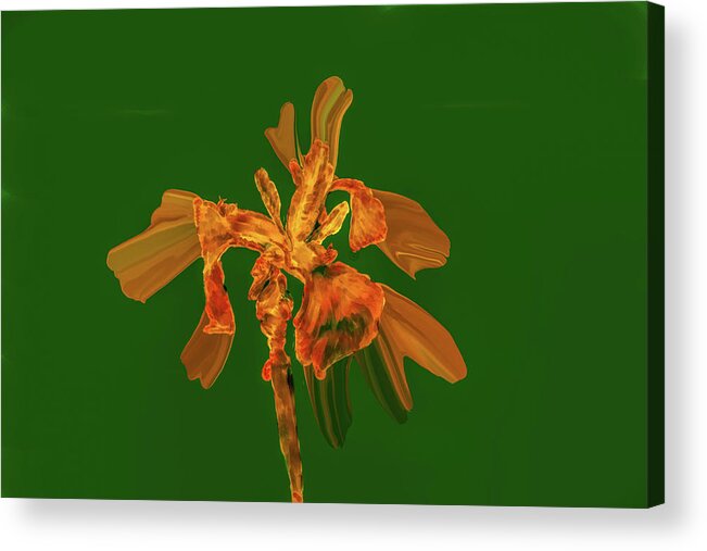 Dreamy Acrylic Print featuring the digital art Golden iris p #i2 by Leif Sohlman