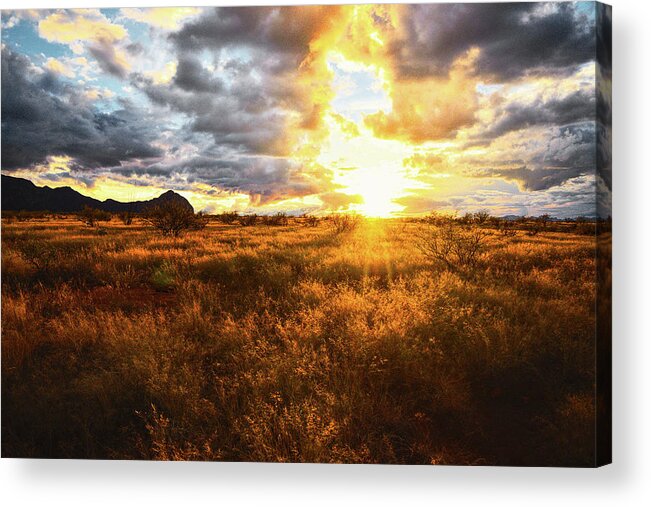 Grass Acrylic Print featuring the photograph Golden light of southern Arizona by Chance Kafka