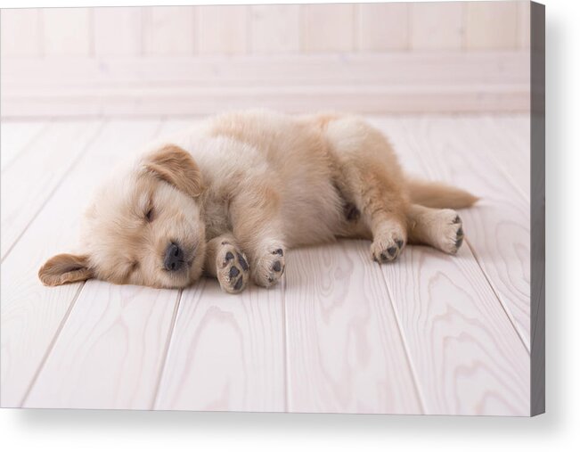 Pets Acrylic Print featuring the photograph Golden Retriever Sleeping On Floor by Mixa