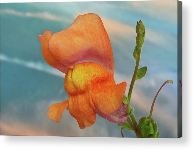 Snapdragon Acrylic Print featuring the photograph Golden Snapdragon by Terence Davis