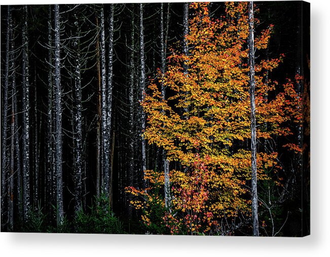 Fall In Nova Scotia Acrylic Print featuring the photograph Golden Tree by Patrick Boening