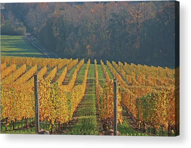 Vineyard Acrylic Print featuring the photograph Golden Vineyard by Leslie Struxness