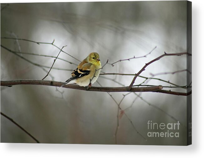 American Goldfinch Acrylic Print featuring the photograph Goldfinch in Winter Looking at You by Karen Adams