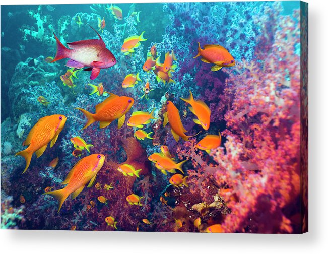 Tranquility Acrylic Print featuring the photograph Goldies And Soft Corals by Georgette Douwma