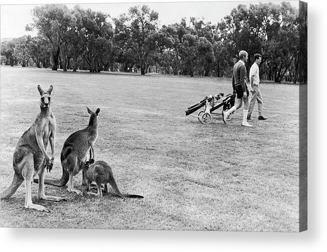 Australia Acrylic Print featuring the photograph Golf Course In Australia To 1970 by Keystone-france