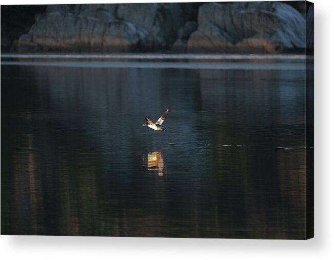 Sweden Acrylic Print featuring the pyrography Goosander by Magnus Haellquist