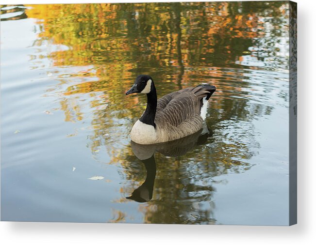 Animal Acrylic Print featuring the photograph Goose reflecting in water by Scott Lyons