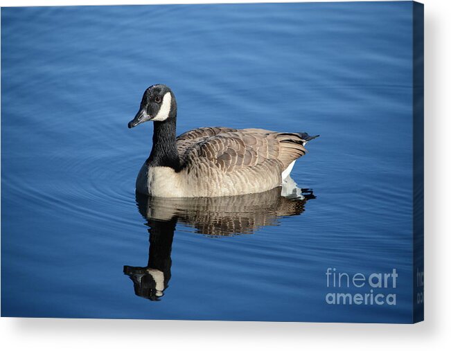 Goose Acrylic Print featuring the photograph Goose Reflection by Dani McEvoy