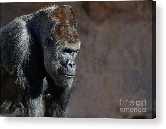 Gorillas Acrylic Print featuring the photograph Gorilla by Robert WK Clark