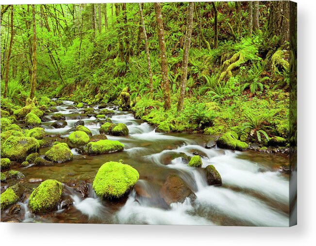 Scenics Acrylic Print featuring the photograph Gorton Creek Through Lush Rainforest by Sara winter