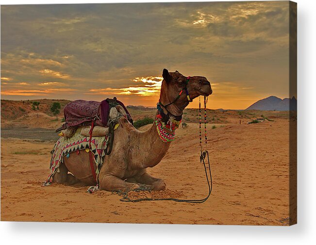 Working Animal Acrylic Print featuring the photograph Graceful Animal by Alexandros Photos