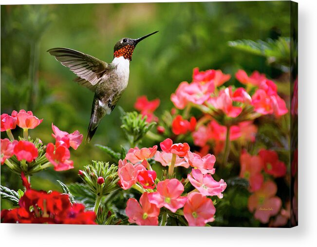 Hummingbird Acrylic Print featuring the photograph Graceful Garden Jewel by Christina Rollo