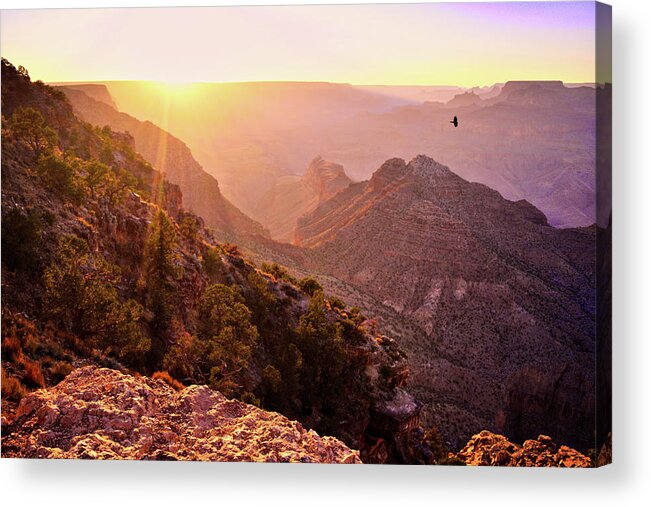 Grand Canyon Acrylic Print featuring the photograph Grand Canyon Sunset Bird by Chance Kafka