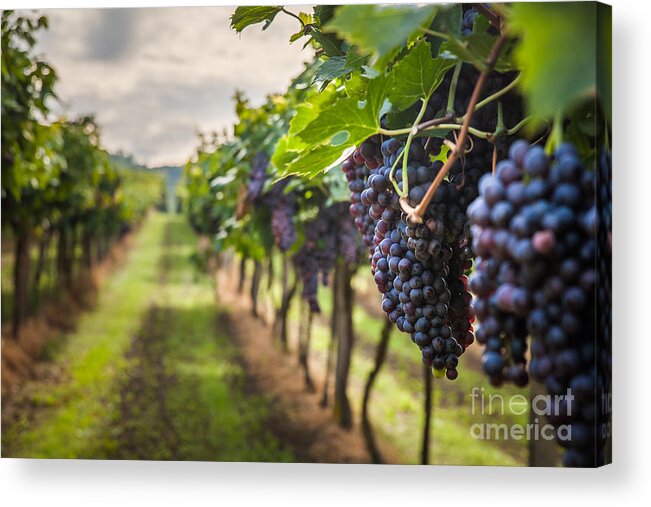 Seedless Acrylic Print featuring the photograph Grape Harvest by Lukasz Szwaj