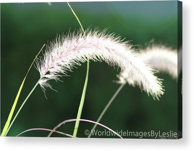 Gardens Acrylic Print featuring the photograph Grass in Sunlight by Leslie Struxness