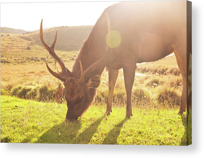 Horned Acrylic Print featuring the photograph Grazing Deer by Flash Parker