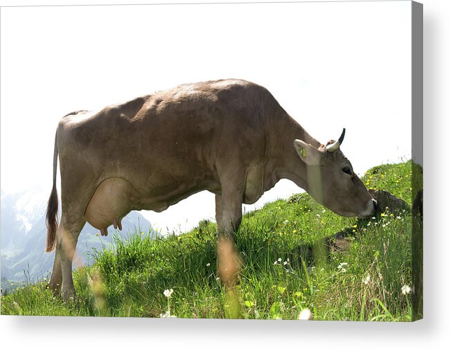 Horned Acrylic Print featuring the photograph Grazing Swiss Cattle by Assalve