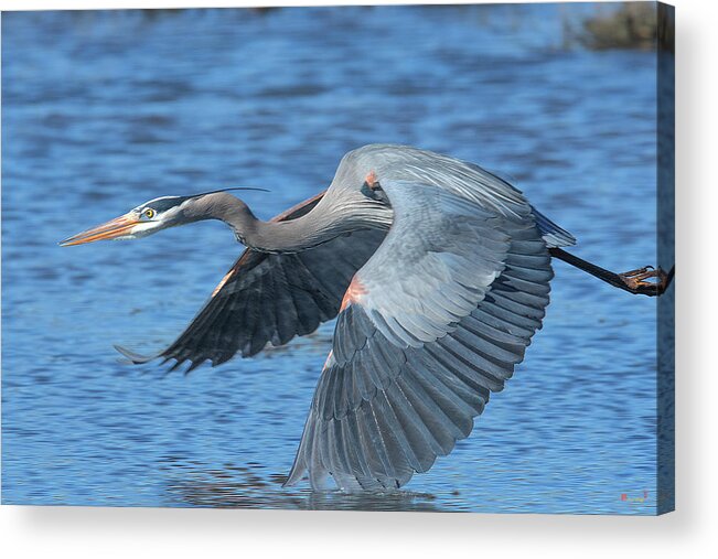Nature Acrylic Print featuring the photograph Great Blue Heron in Flight DMSB0153 by Gerry Gantt