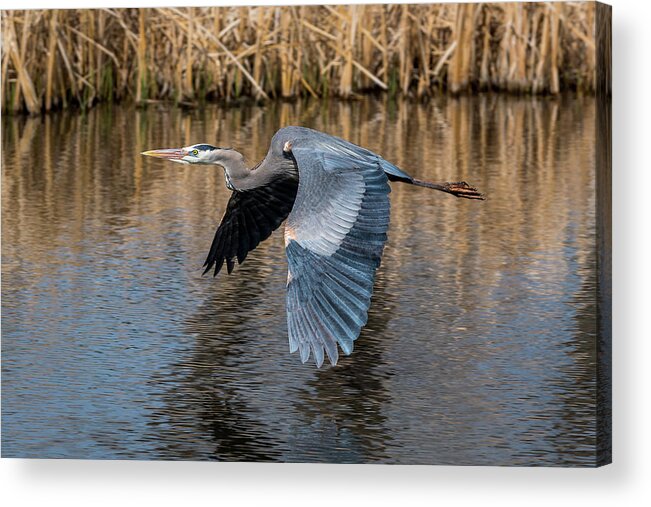 Heron Acrylic Print featuring the photograph Great Blue Heron in Flight by Gary Kochel