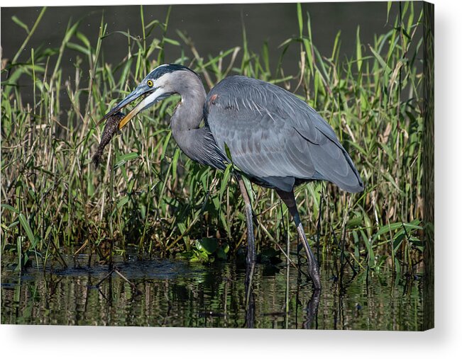 Great Blue Heron Acrylic Print featuring the photograph Great Blue Heron with Fish by Ken Stampfer