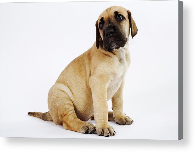 Pets Acrylic Print featuring the photograph Great Dane Puppy Sitting In Studio by Martin Harvey