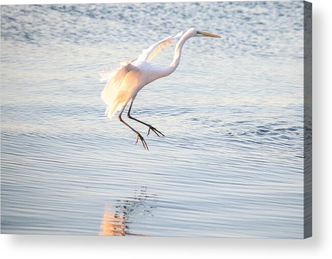 Great Egret Acrylic Print featuring the photograph Great Egret in Flight by Mary Ann Artz