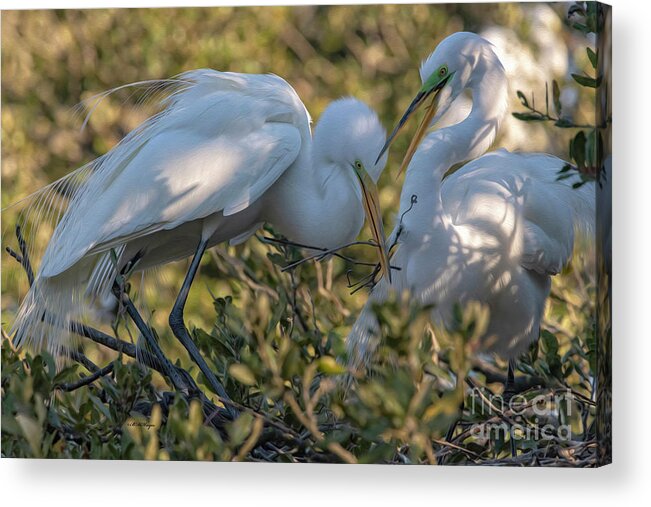 Egrets Acrylic Print featuring the mixed media Great Egrets Precious Moment by DB Hayes