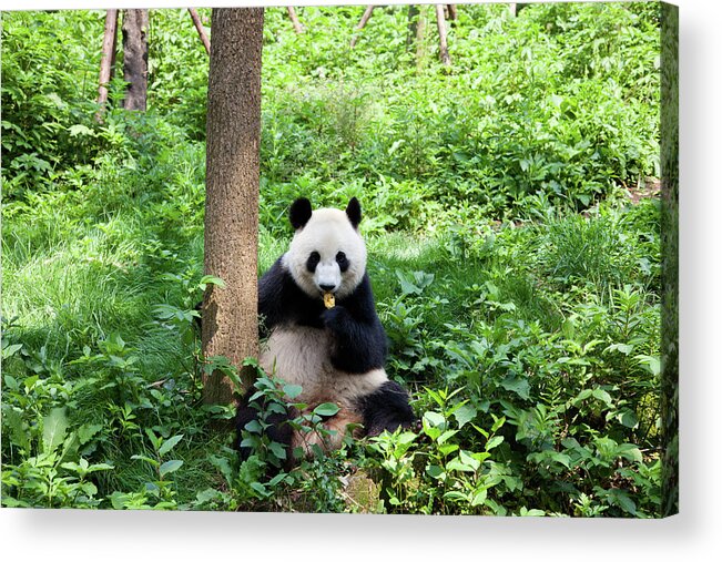 Chinese Culture Acrylic Print featuring the photograph Great Panda In The Nature by Fototrav