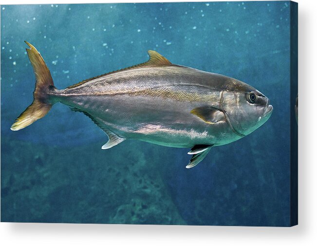 Underwater Acrylic Print featuring the photograph Greater Amberjack by Stavros Markopoulos