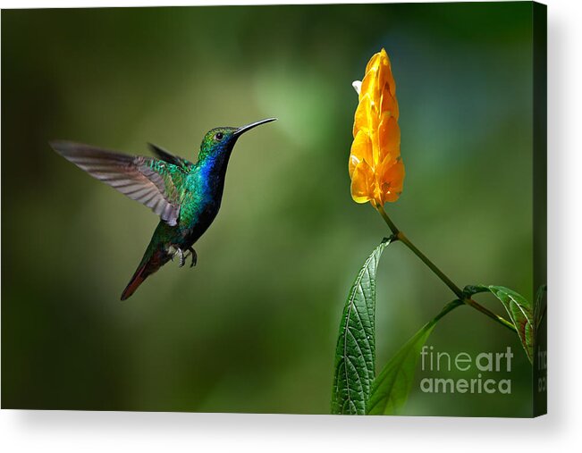Small Acrylic Print featuring the photograph Green And Blue Hummingbird by Ondrej Prosicky