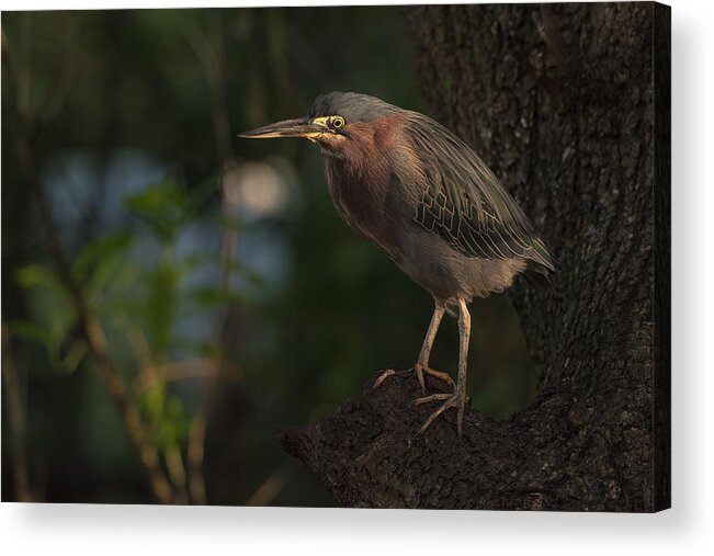 Green Acrylic Print featuring the photograph Green Heron Bird by Patrick Dessureault