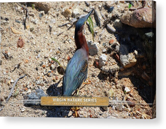Green Heron Acrylic Print featuring the photograph Green Heron Strut - Virgin Nature Series by Climate Change VI - Sales