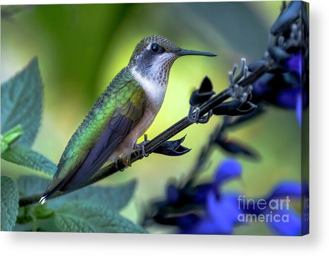 Hummingbird Acrylic Print featuring the photograph Green Hummingbird resting by Bill Frische