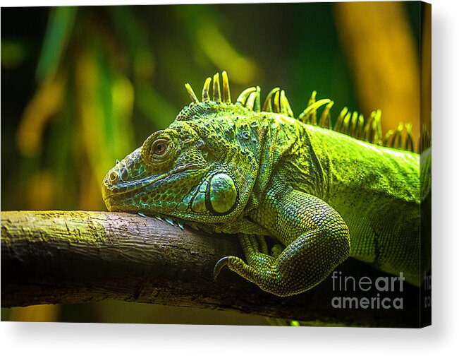 One Animal Acrylic Print featuring the photograph Green Iguana Iguana Iguana by Adam Lay