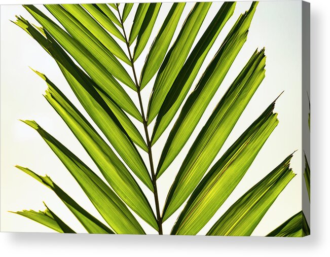 Palm Acrylic Print featuring the photograph Green Palm by Christopher Johnson