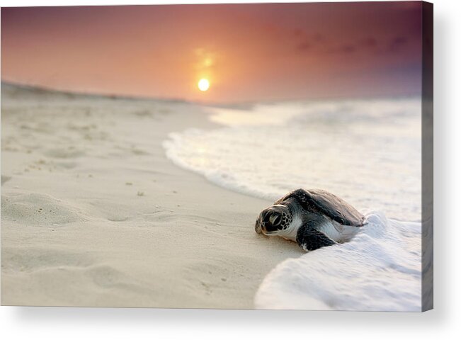 Dawn Acrylic Print featuring the photograph Green Sea Turtle Chelonia Mydas by Stephen Frink