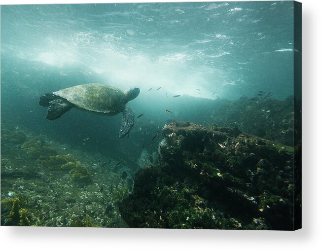 Ecuador Acrylic Print featuring the photograph Green Sea Turtle Floating Underwater Along A Rock And Reef Shelf by Cavan Images