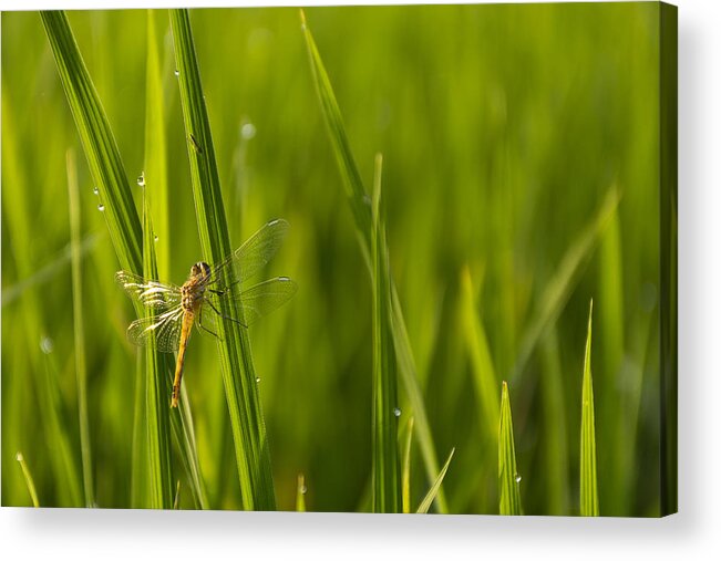 Green World Acrylic Print featuring the photograph Green World by Mariyamkaramii