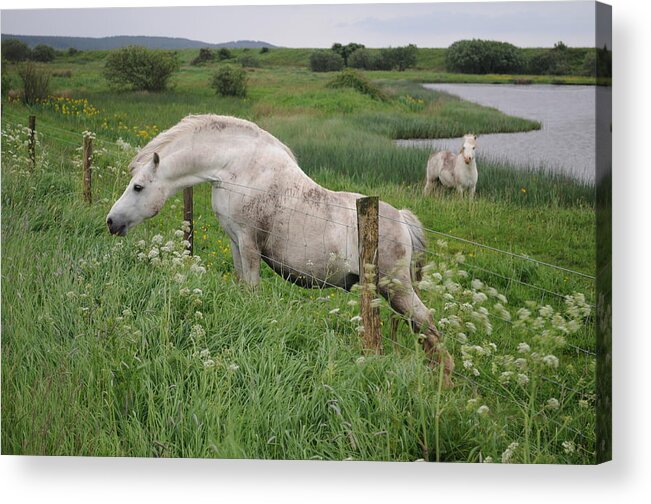 Welsh Pony Acrylic Print featuring the photograph Greener Grass by Jack Harries