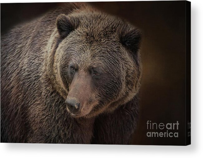 Grizzly Bear Acrylic Print featuring the photograph Grizzly Bear by Eva Lechner