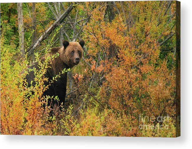 Brown Bear Acrylic Print featuring the photograph Grizzly Bear Male Among Autumn Tundra by Terenceleezy
