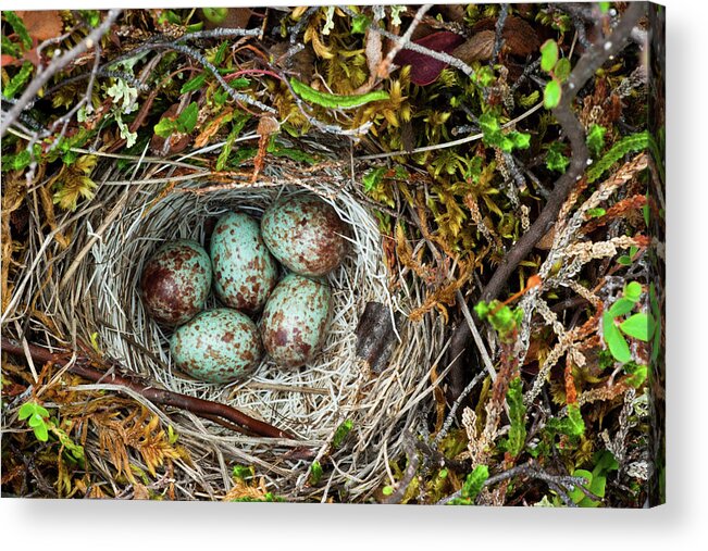 Hiding Acrylic Print featuring the photograph Ground Nest, Arctic National Wildlife by Mint Images/ Art Wolfe