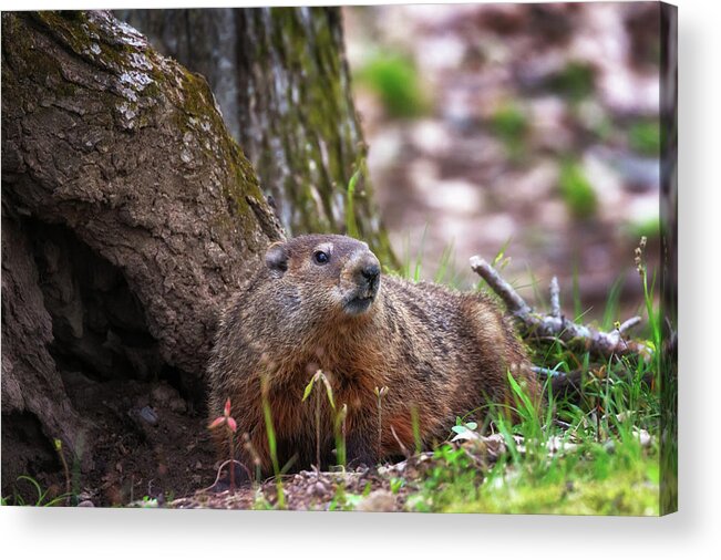 Groundhog Acrylic Print featuring the photograph Groundhog by Susan Rissi Tregoning