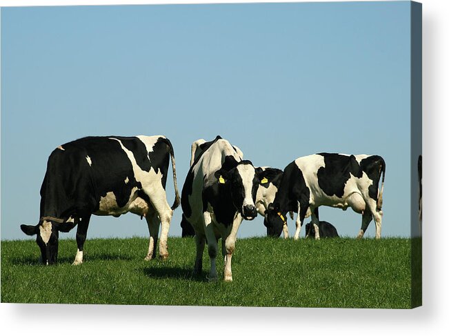 Scenics Acrylic Print featuring the photograph Group Of Cows In A Field by Amph